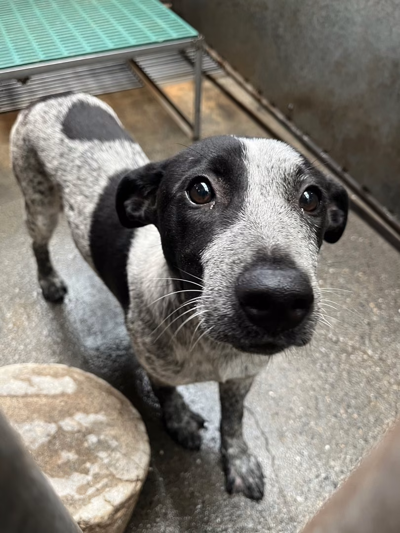 The dog, from the shelter's listing