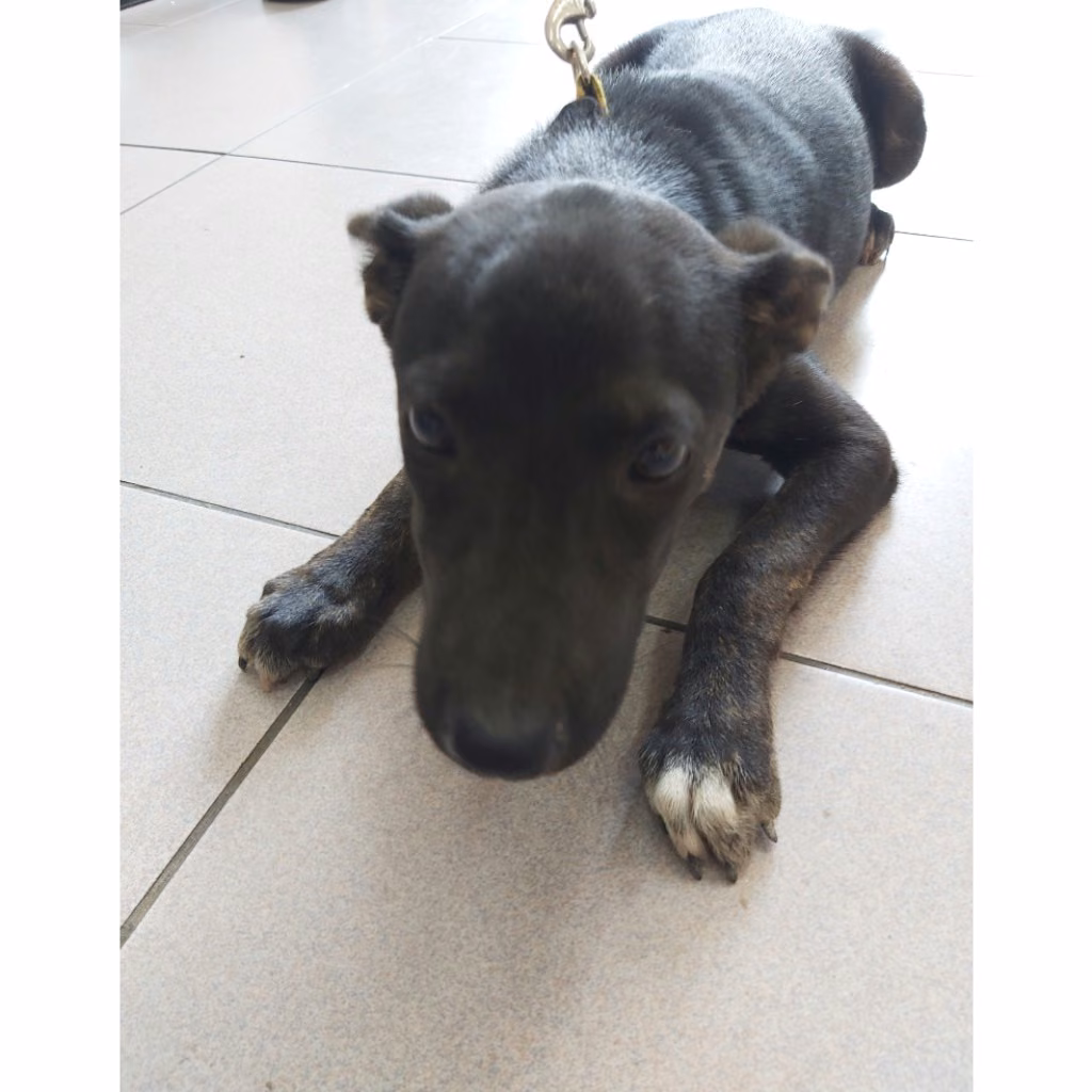 The dog, from the shelter's listing