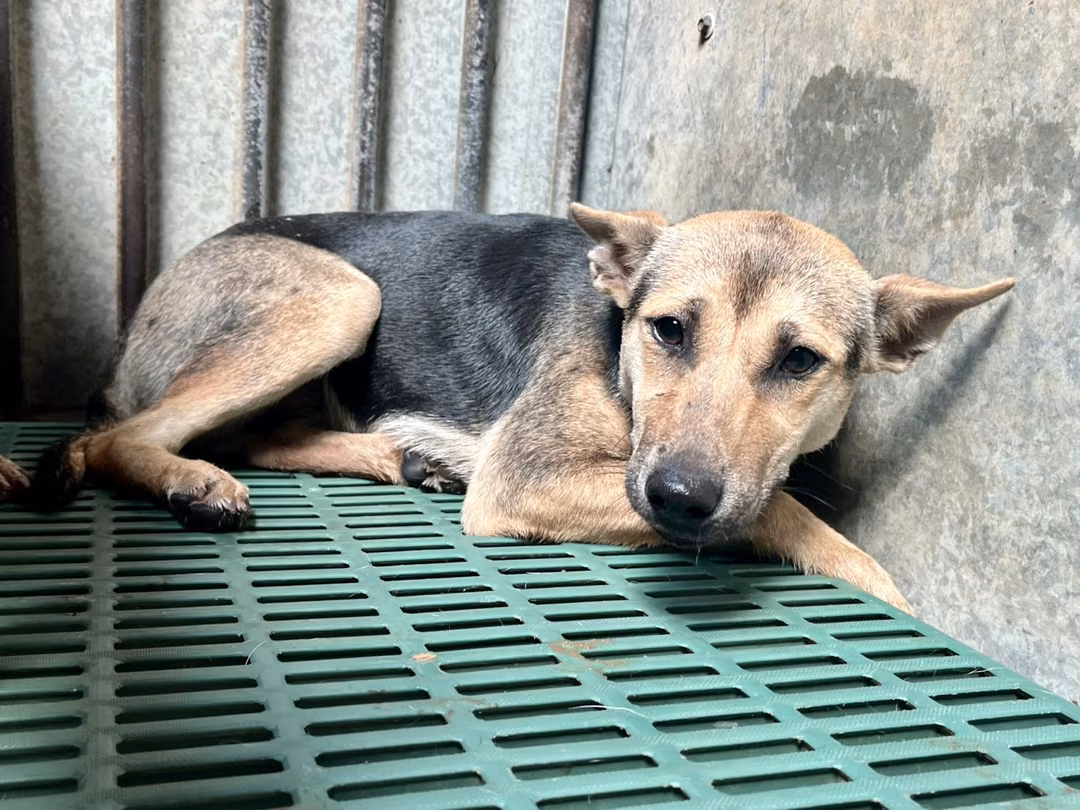 The dog, from the shelter's listing
