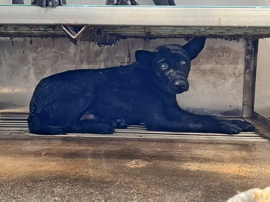 The dog, from the shelter's listing