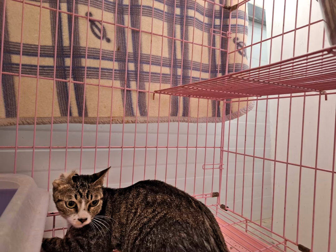 The cat, from the shelter's listing