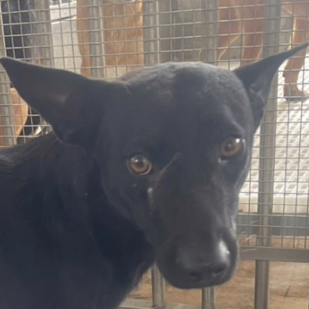 The dog, from the shelter's listing