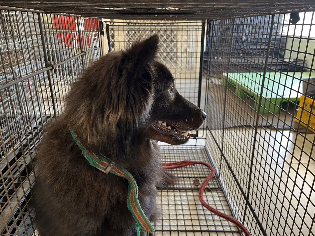 The dog, from the shelter's listing