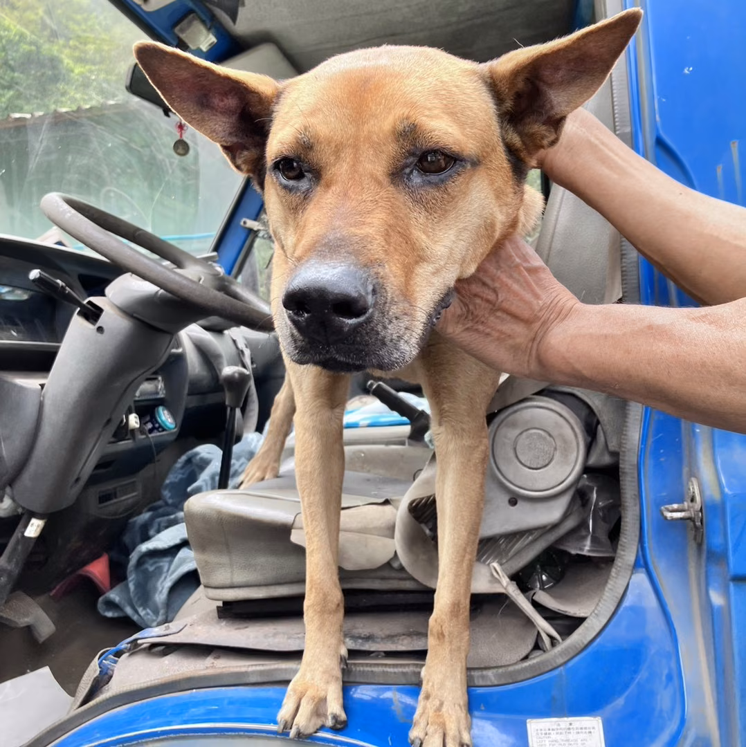 The dog, from the shelter's listing