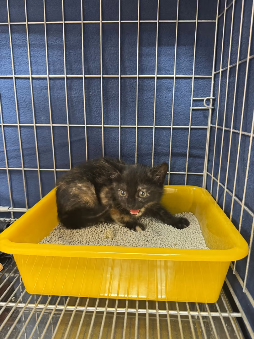 The cat, from the shelter's listing