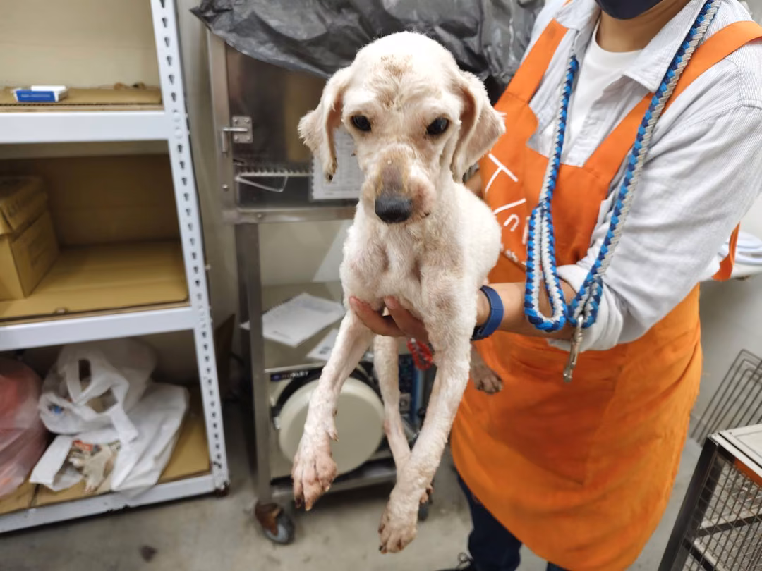 The dog, from the shelter's listing