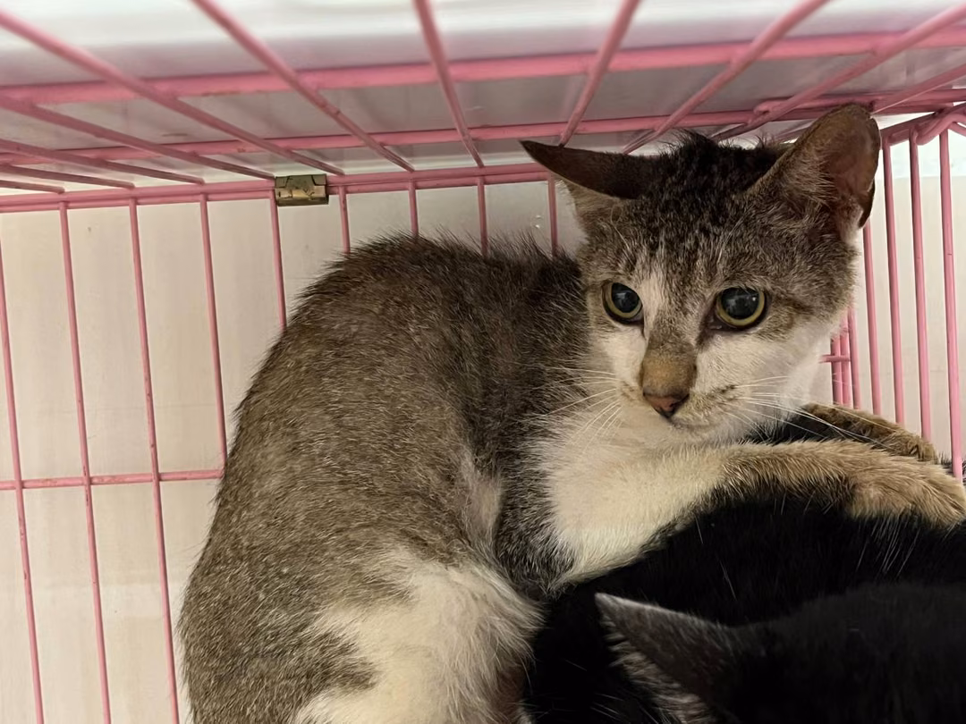 The cat, from the shelter's listing