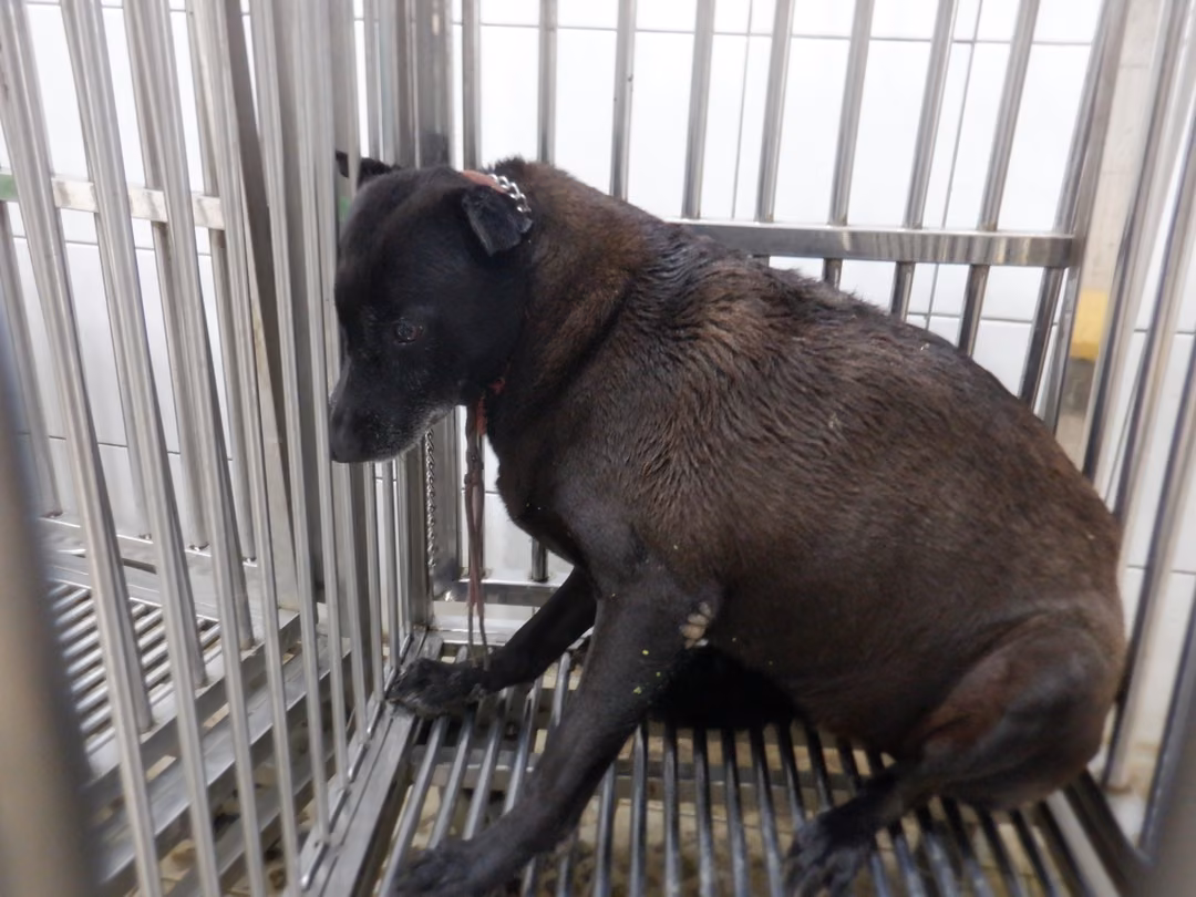 The dog, from the shelter's listing