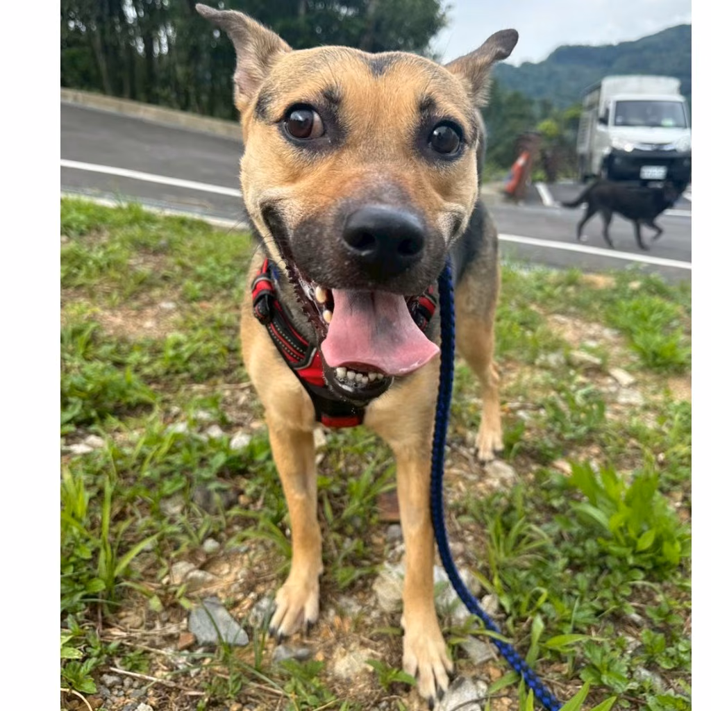 The dog, from the shelter's listing
