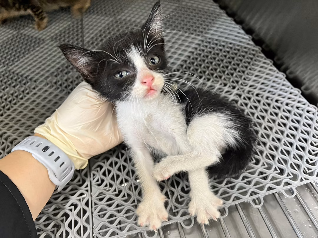 The cat, from the shelter's listing