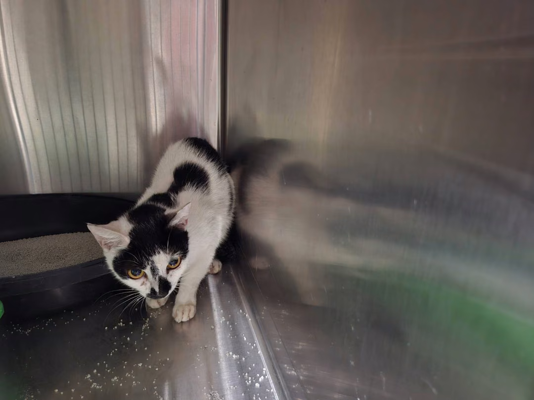 The cat, from the shelter's listing