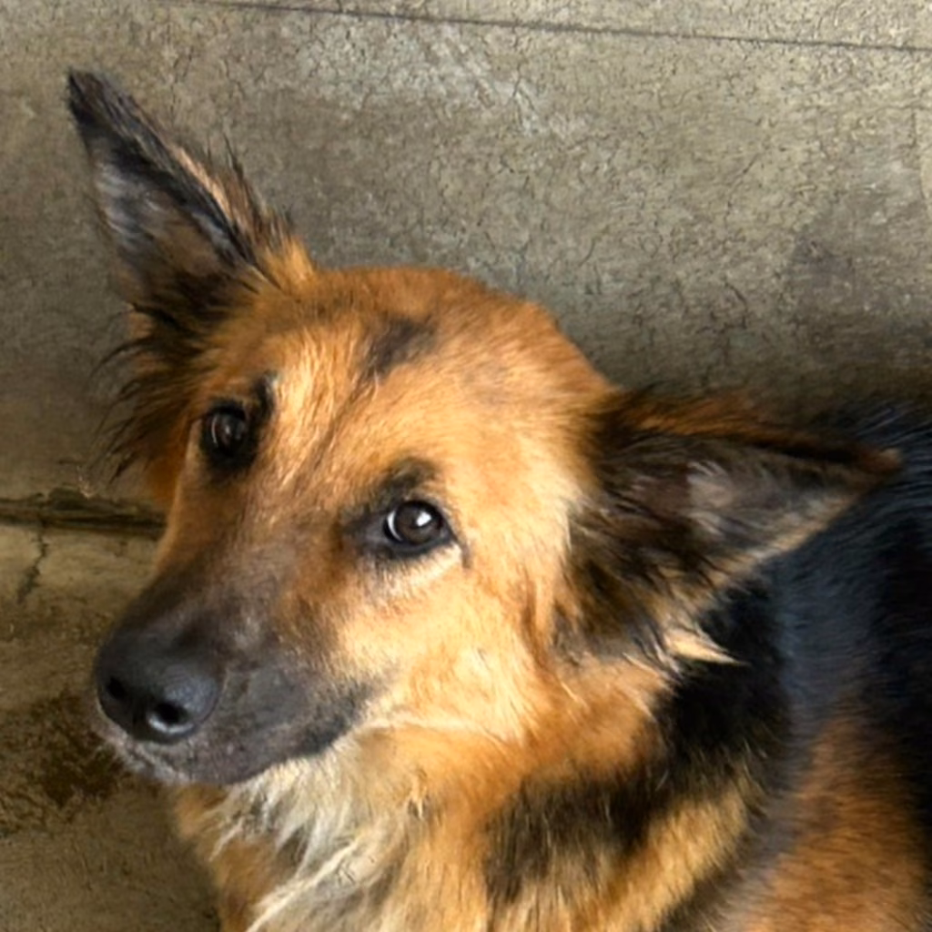 The dog, from the shelter's listing