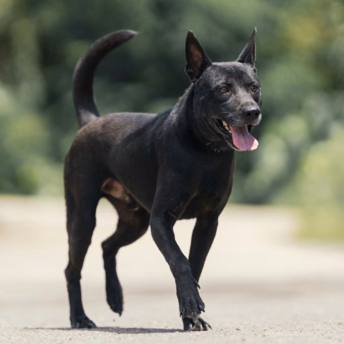 The dog, from the shelter's listing