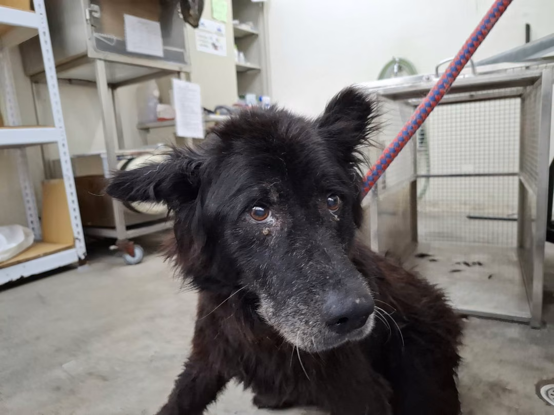 The dog, from the shelter's listing