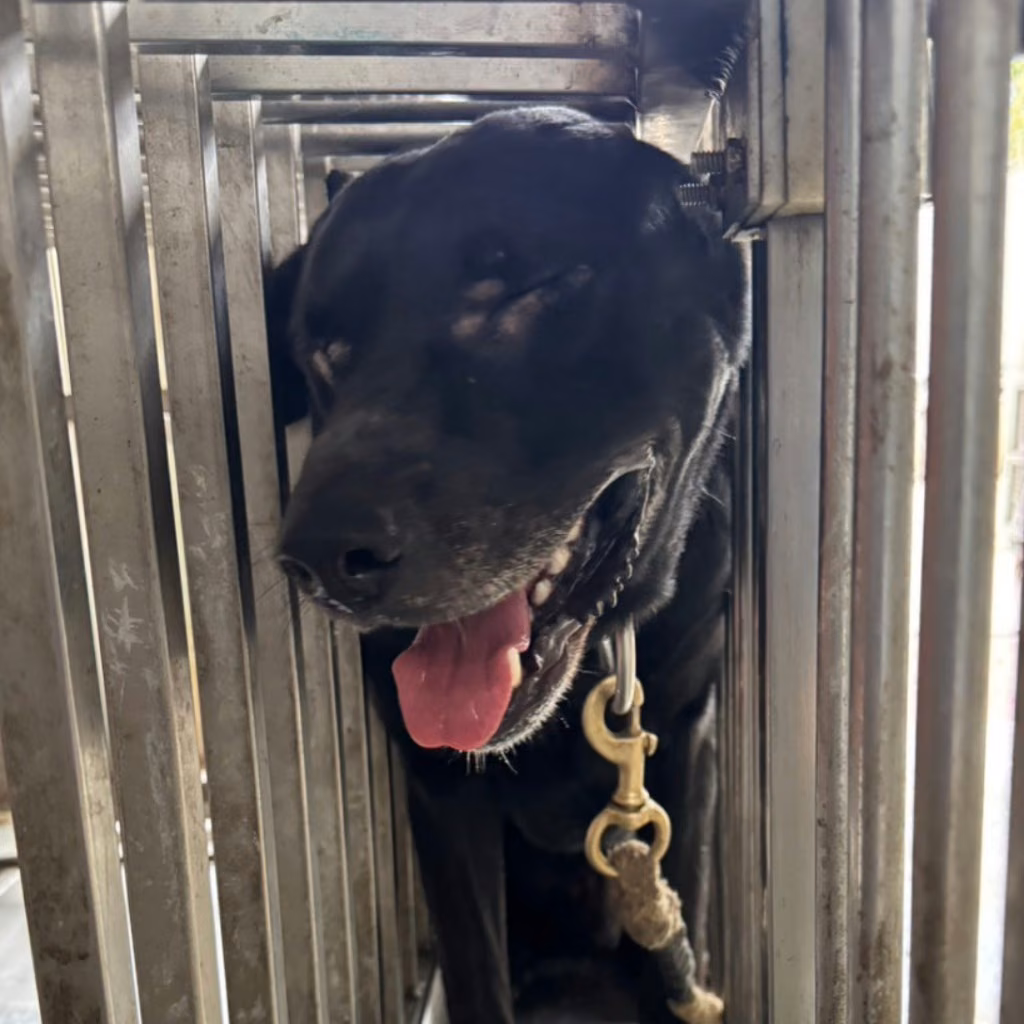 The dog, from the shelter's listing