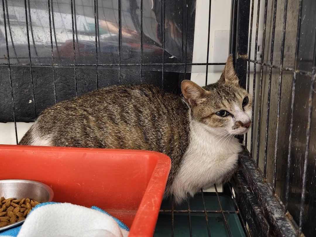 The cat, from the shelter's listing