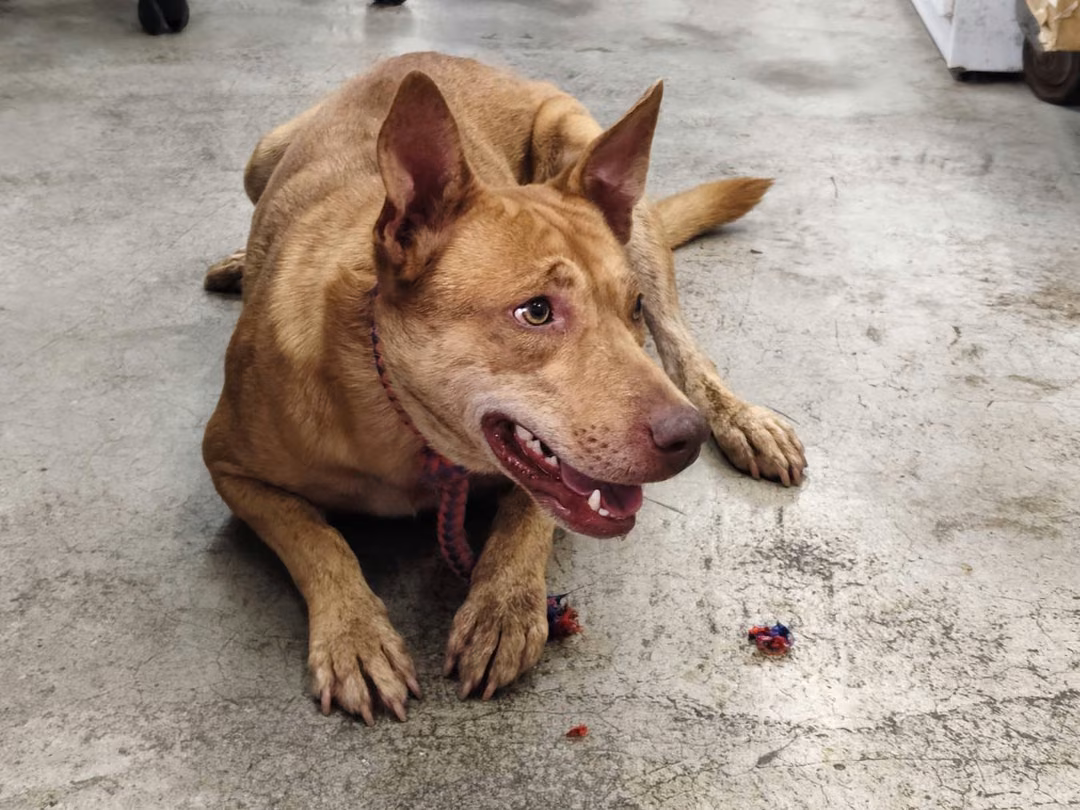 The dog, from the shelter's listing