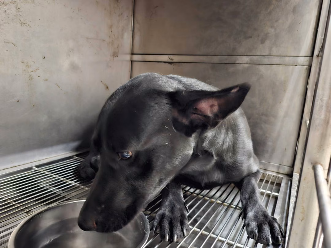 The dog, from the shelter's listing