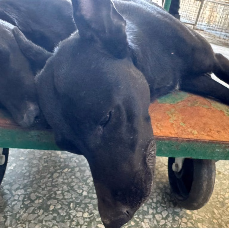 The dog, from the shelter's listing
