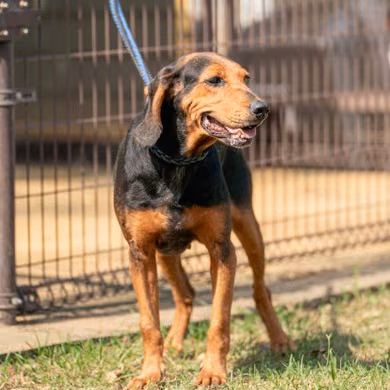 The dog, from the shelter's listing