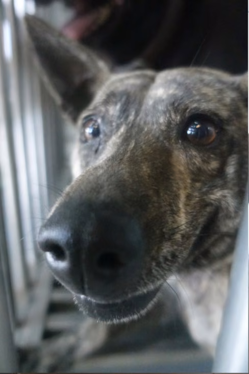 The dog, from the shelter's listing
