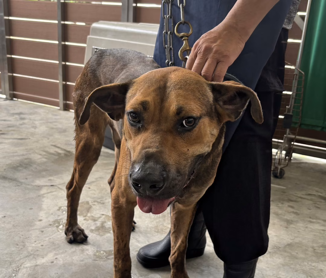The dog, from the shelter's listing