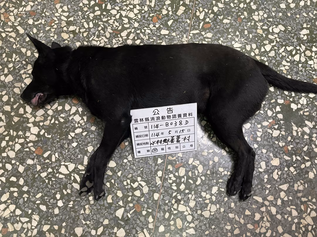 The dog, from the shelter's listing