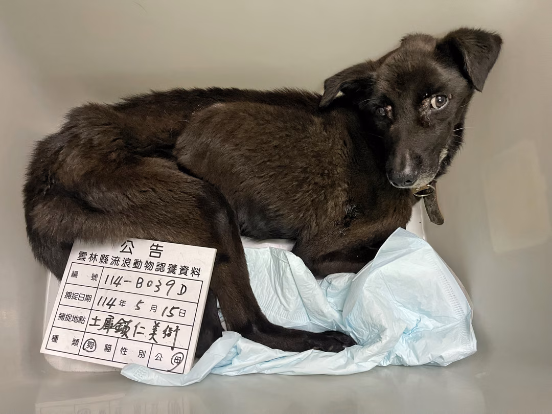The dog, from the shelter's listing