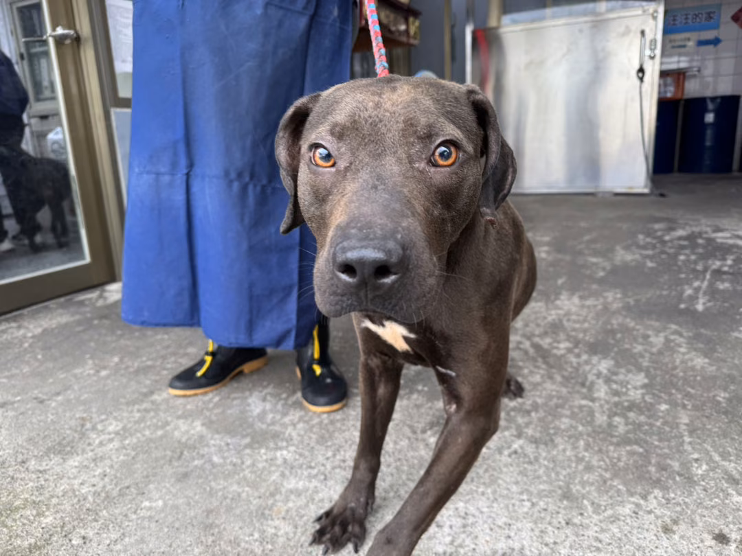 The dog, from the shelter's listing