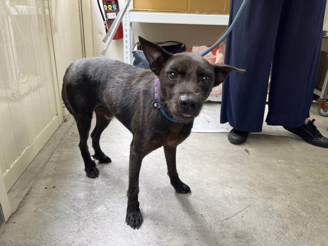 The dog, from the shelter's listing
