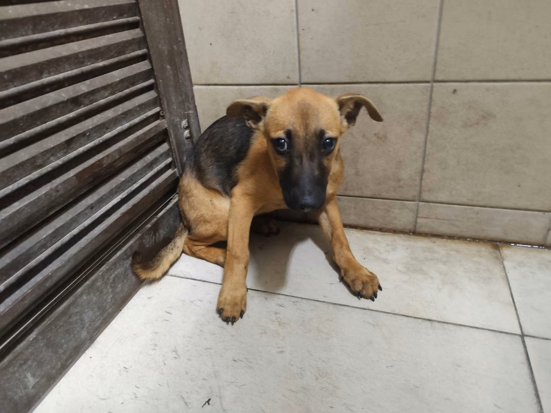 The dog, from the shelter's listing