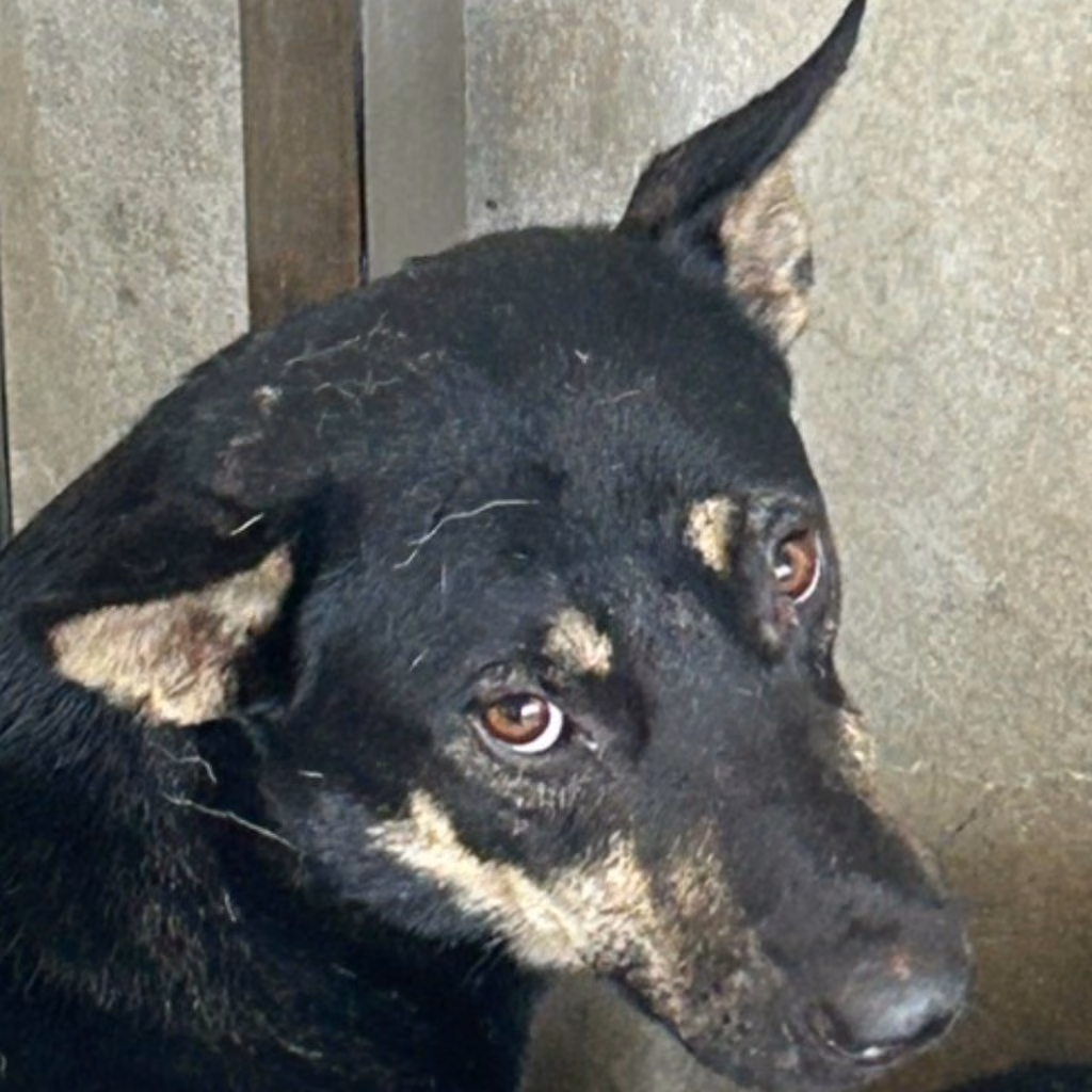 The dog, from the shelter's listing
