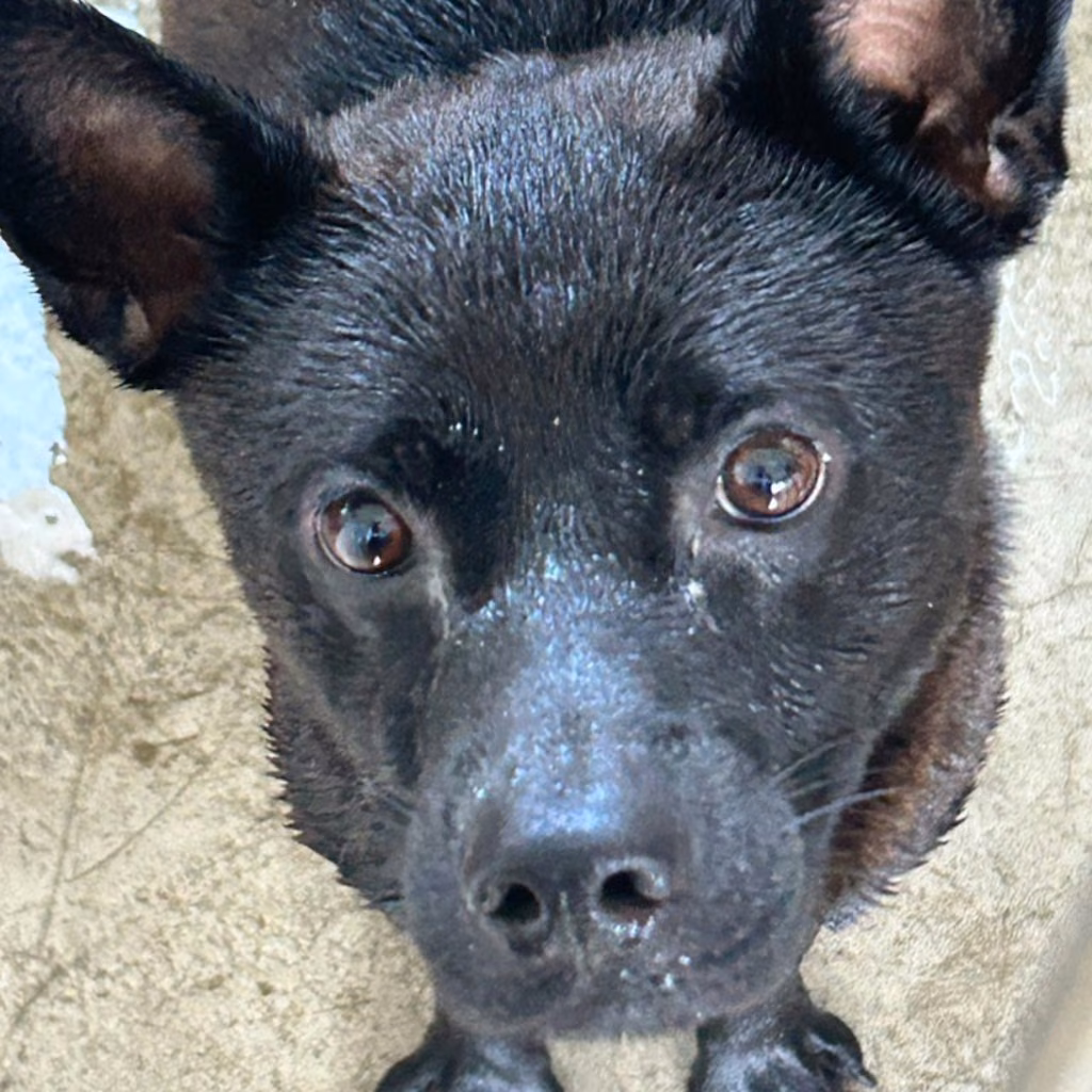 The dog, from the shelter's listing