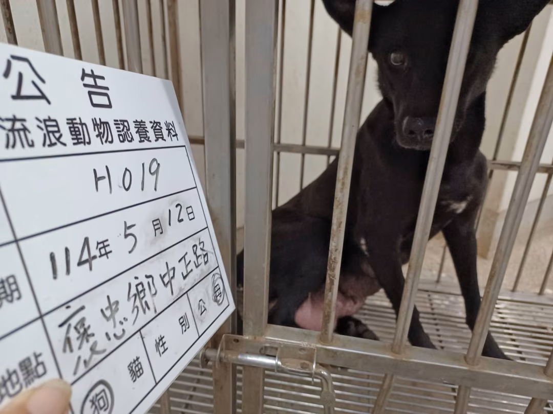 The dog, from the shelter's listing