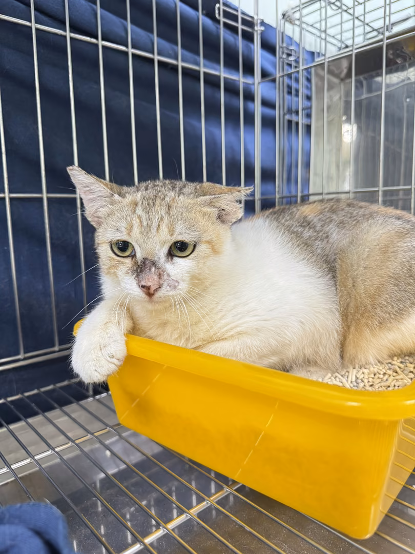 The cat, from the shelter's listing