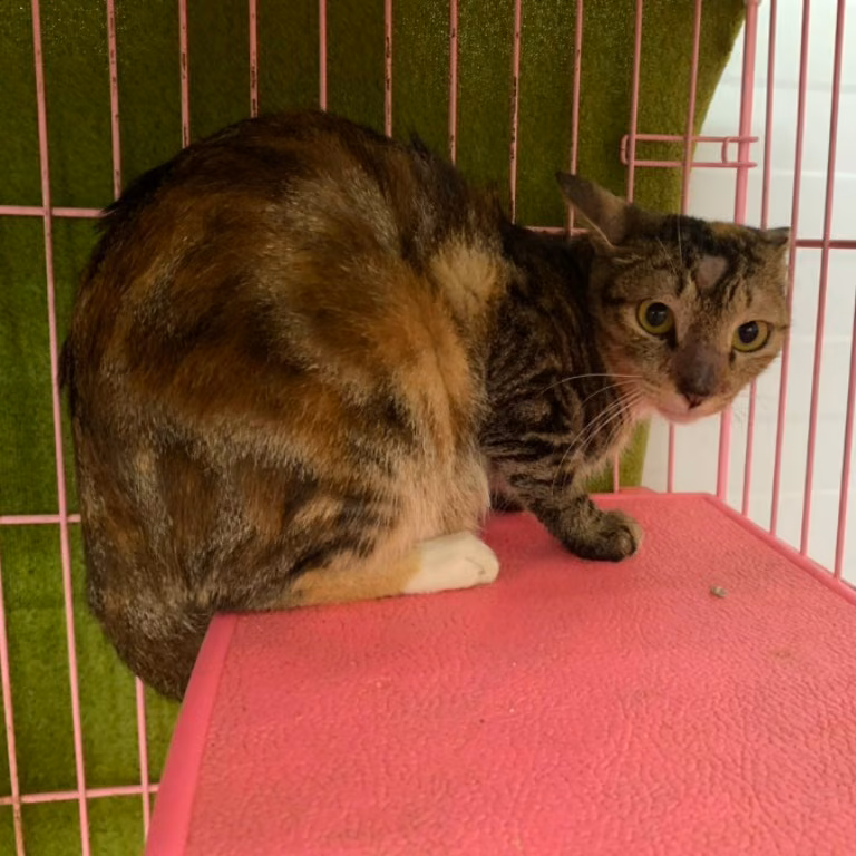 The cat, from the shelter's listing