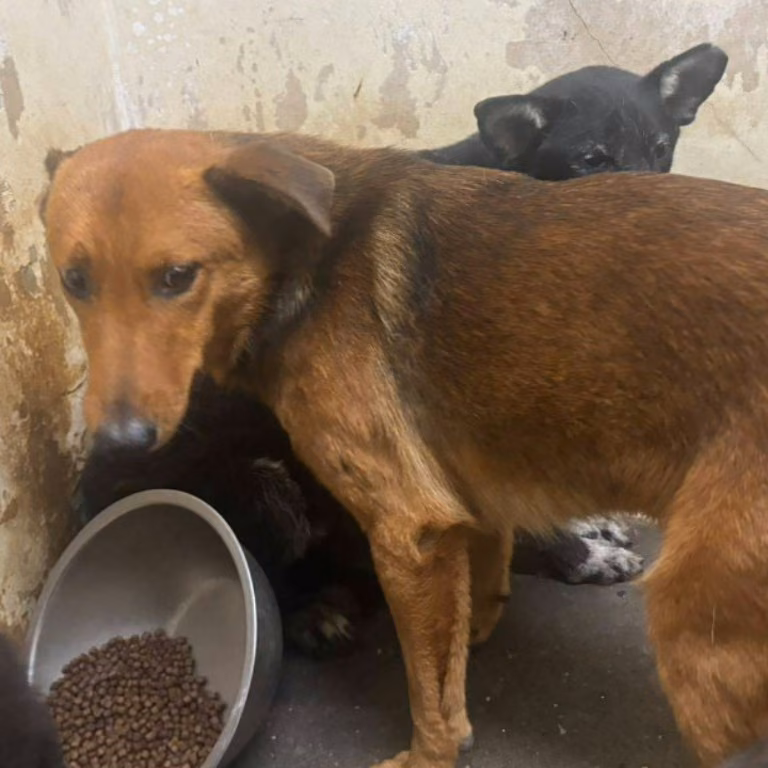 The dog, from the shelter's listing