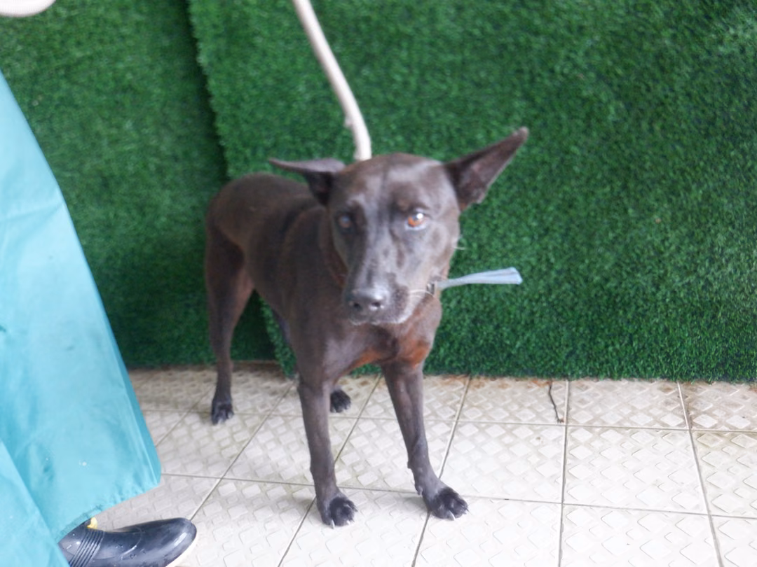 The dog, from the shelter's listing
