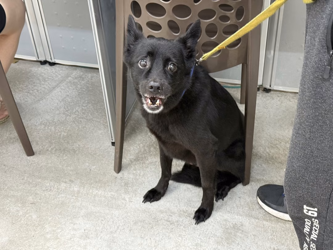The dog, from the shelter's listing