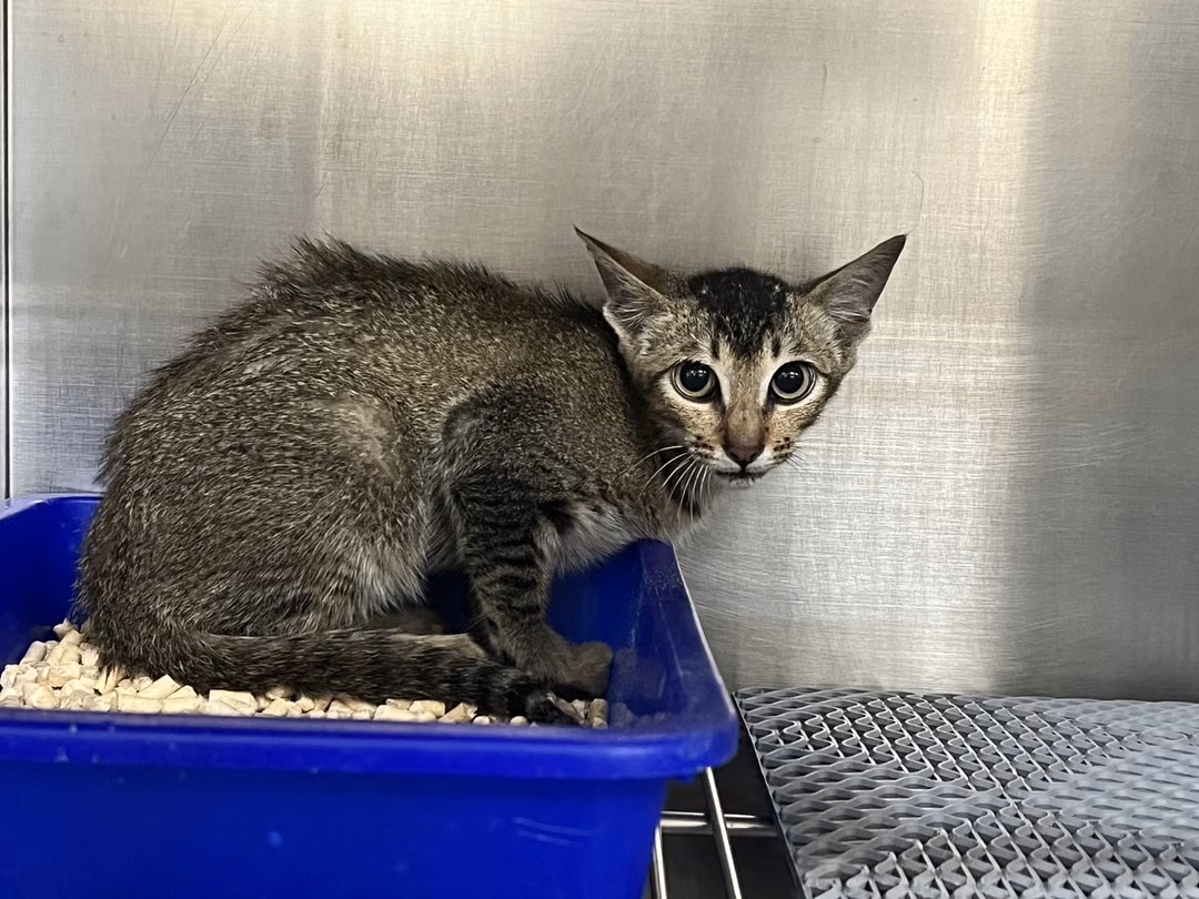 The cat, from the shelter's listing
