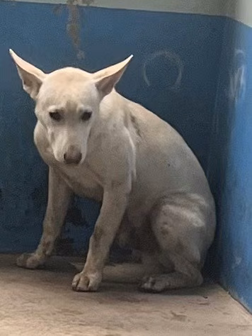 The dog, from the shelter's listing