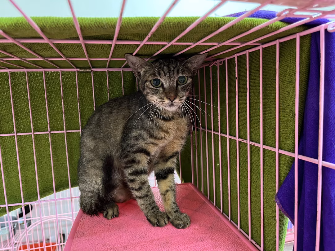The cat, from the shelter's listing