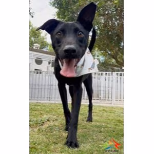 The dog, from the shelter's listing
