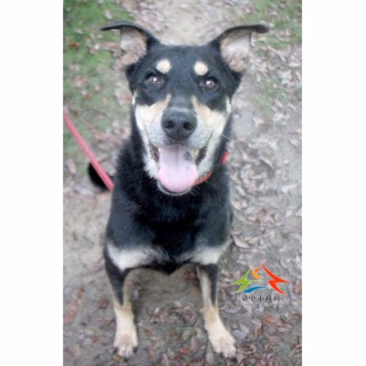 The dog, from the shelter's listing