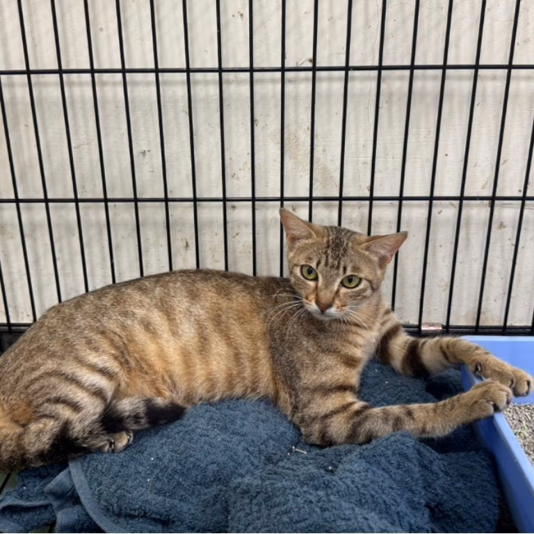 The dog, from the shelter's listing