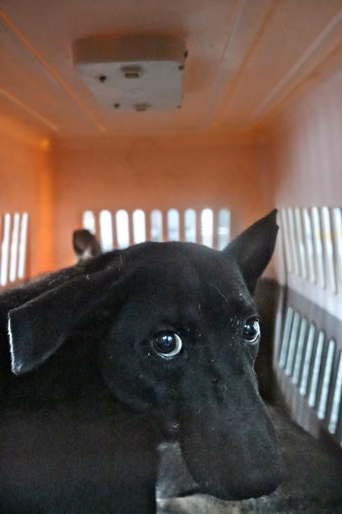 The dog, from the shelter's listing