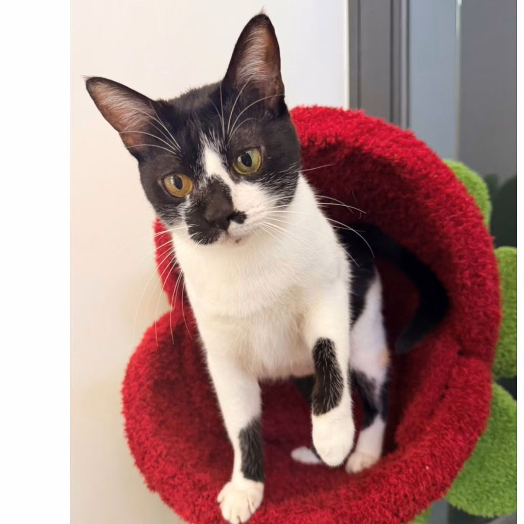 The cat, from the shelter's listing