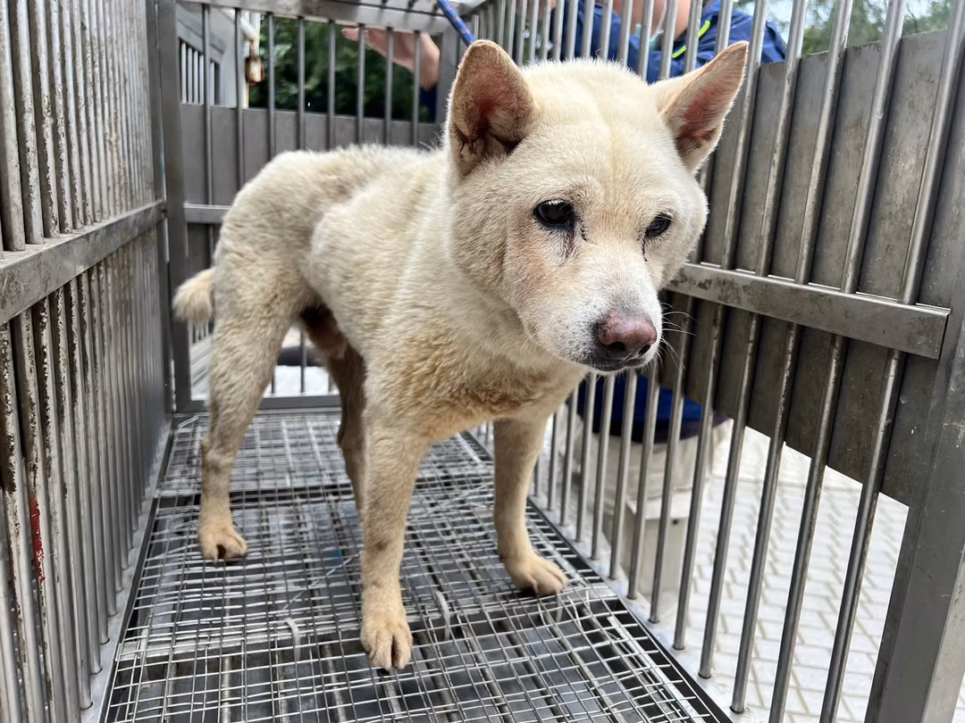 The dog, from the shelter's listing