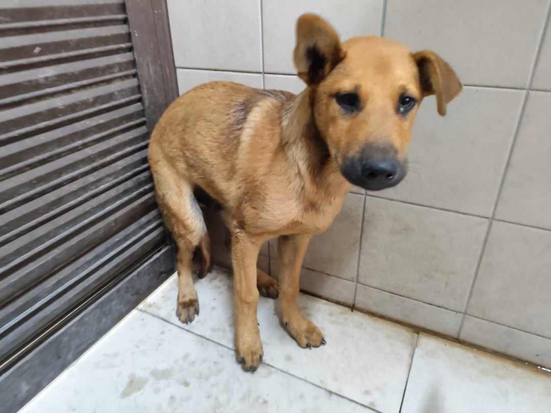 The dog, from the shelter's listing