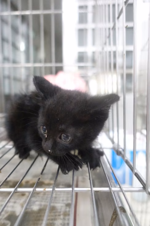 The cat, from the shelter's listing